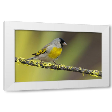 Lawrences goldfinch White Modern Wood Framed Art Print by Archer, Ken