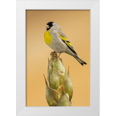 Lawrences goldfinch White Modern Wood Framed Art Print by Archer, Ken