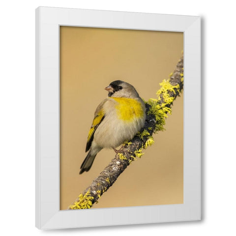 Lawrences goldfinch White Modern Wood Framed Art Print by Archer, Ken