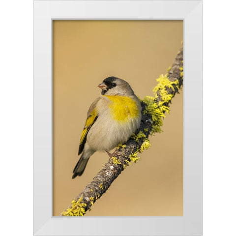 Lawrences goldfinch White Modern Wood Framed Art Print by Archer, Ken