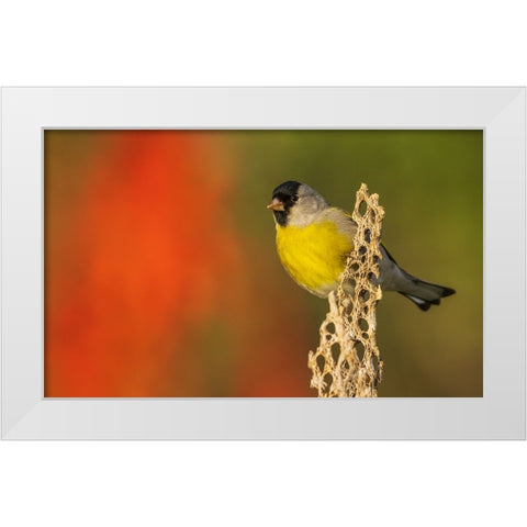 Lawrences goldfinch White Modern Wood Framed Art Print by Archer, Ken