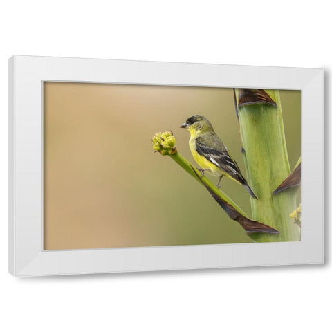 Lesser goldfinch White Modern Wood Framed Art Print by Archer, Ken