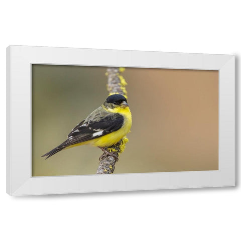 Lesser goldfinch White Modern Wood Framed Art Print by Archer, Ken