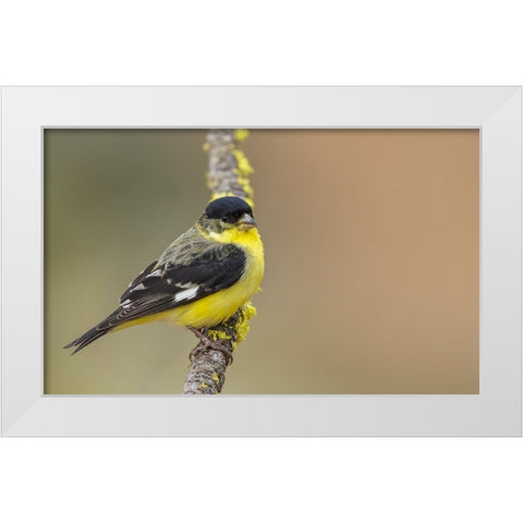 Lesser goldfinch White Modern Wood Framed Art Print by Archer, Ken