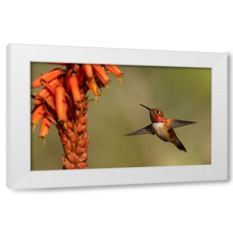 Rufous hummingbird-cholla blooms White Modern Wood Framed Art Print by Archer, Ken