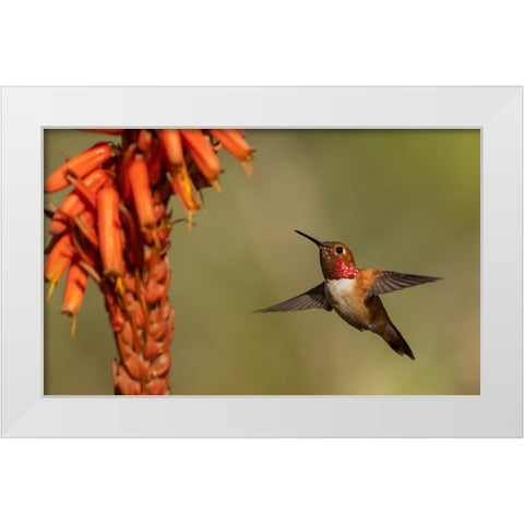 Rufous hummingbird-cholla blooms White Modern Wood Framed Art Print by Archer, Ken