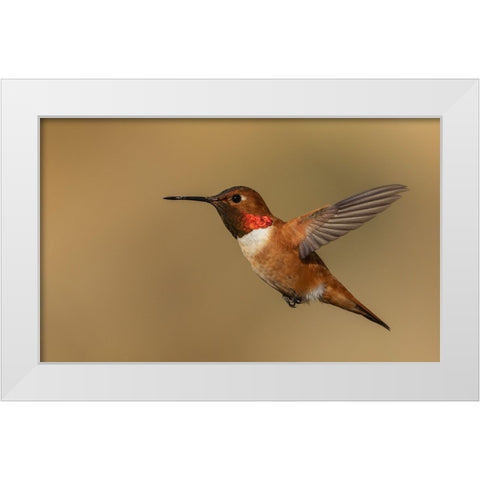 Male Rufous hummingbird White Modern Wood Framed Art Print by Archer, Ken
