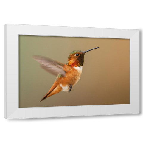 Male Rufous hummingbird White Modern Wood Framed Art Print by Archer, Ken