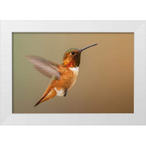 Male Rufous hummingbird White Modern Wood Framed Art Print by Archer, Ken