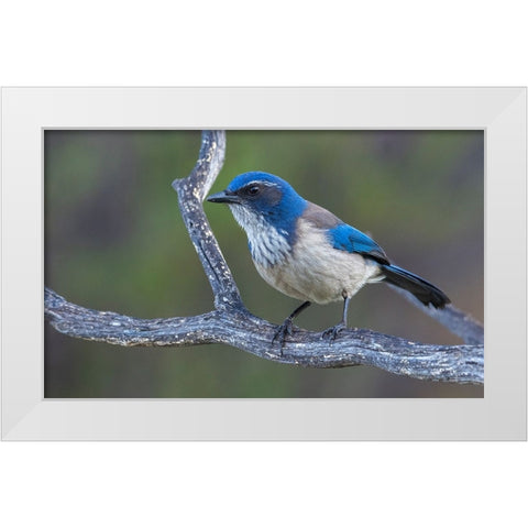 California scrub jay White Modern Wood Framed Art Print by Archer, Ken