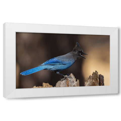 Stellers jay White Modern Wood Framed Art Print by Archer, Ken