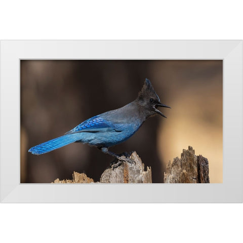 Stellers jay White Modern Wood Framed Art Print by Archer, Ken