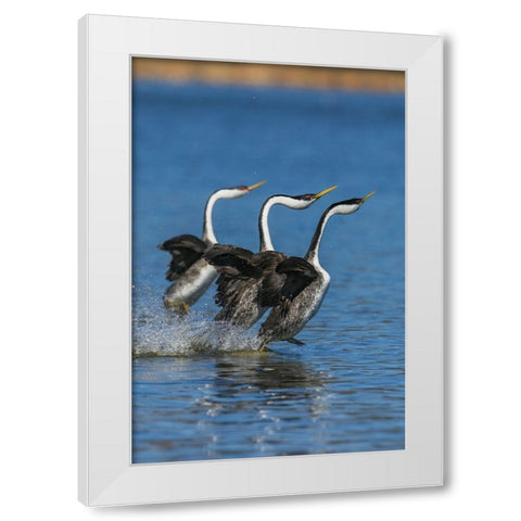 Western grebes rushing White Modern Wood Framed Art Print by Archer, Ken