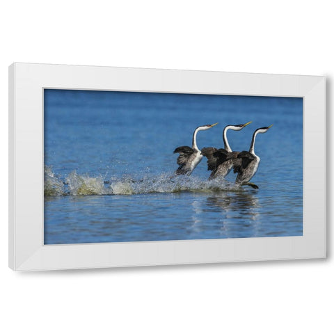 Western grebes rushing display White Modern Wood Framed Art Print by Archer, Ken