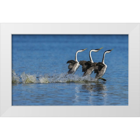 Western grebes rushing display White Modern Wood Framed Art Print by Archer, Ken