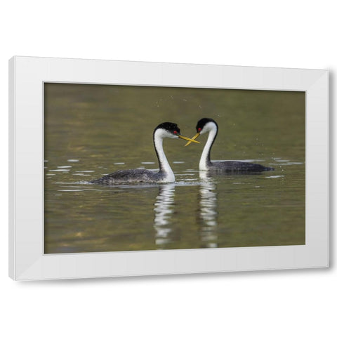 Western grebes-courting White Modern Wood Framed Art Print by Archer, Ken