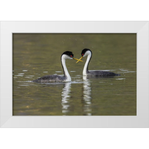 Western grebes-courting White Modern Wood Framed Art Print by Archer, Ken