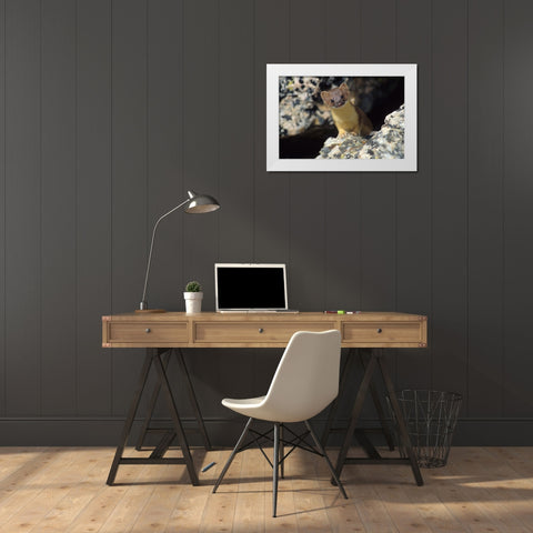 Short-tailed weasel White Modern Wood Framed Art Print by Archer, Ken