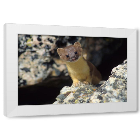 Short-tailed weasel White Modern Wood Framed Art Print by Archer, Ken