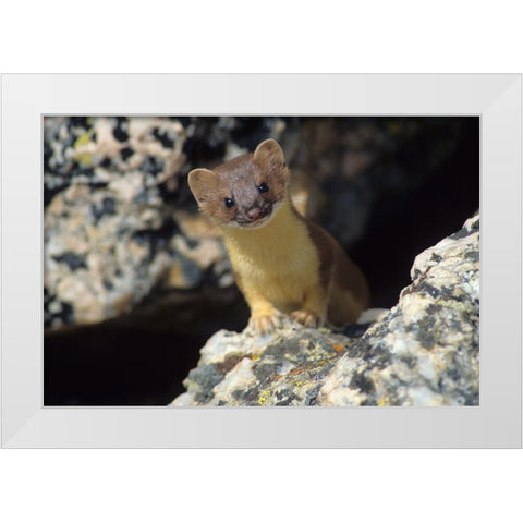 Short-tailed weasel White Modern Wood Framed Art Print by Archer, Ken