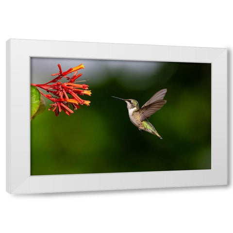 Black-chinned Hummingbird-Archilochus alexandri-feeding White Modern Wood Framed Art Print by Ditto, Larry