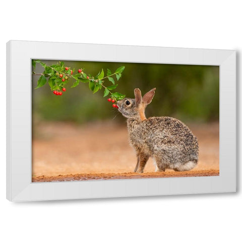Eastern Cottontail-Sylvilagus floridanus-feeding White Modern Wood Framed Art Print by Ditto, Larry