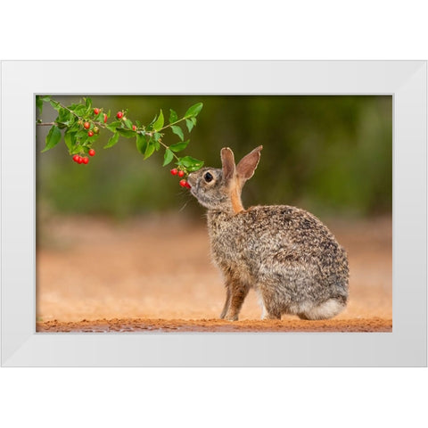 Eastern Cottontail-Sylvilagus floridanus-feeding White Modern Wood Framed Art Print by Ditto, Larry