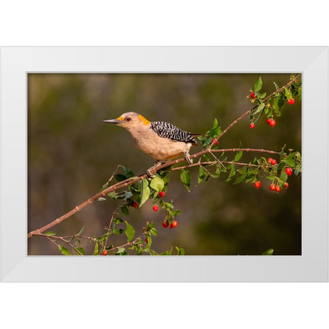 Golden-fronted Woodpecker-Melanerpes aurifrons-perched White Modern Wood Framed Art Print by Ditto, Larry