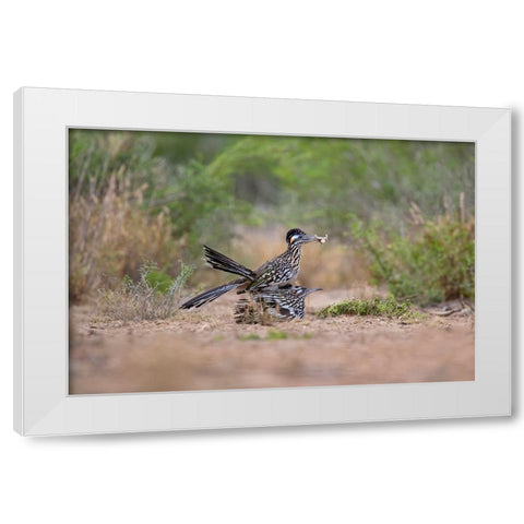 Greater Roadrunner-Geococcyx californianus-copulating White Modern Wood Framed Art Print by Ditto, Larry