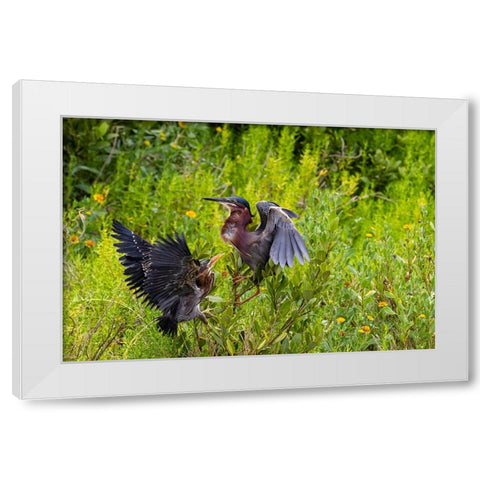Green Heron-Butorides virescens-feeding time White Modern Wood Framed Art Print by Ditto, Larry