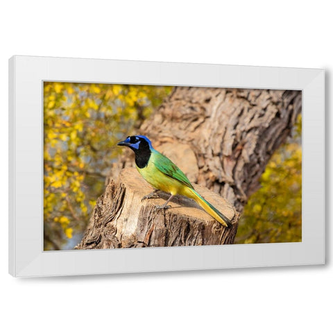 Green Jay-Cyanocorax yncas-perched White Modern Wood Framed Art Print by Ditto, Larry