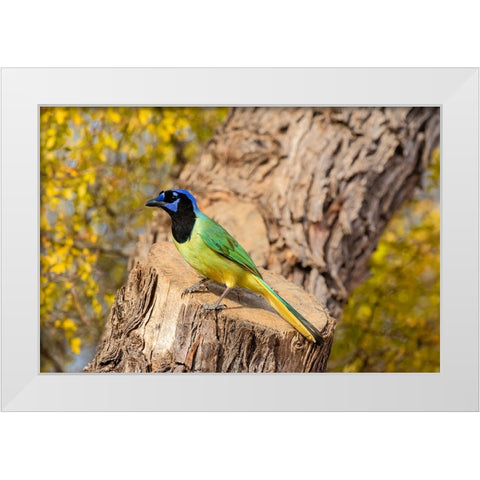 Green Jay-Cyanocorax yncas-perched White Modern Wood Framed Art Print by Ditto, Larry