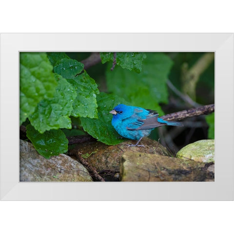 Indigo Bunting-Passerina cyanea-foraging male White Modern Wood Framed Art Print by Ditto, Larry