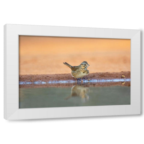 Lincolns Sparrow-Melospiza lincolnii-drinking White Modern Wood Framed Art Print by Ditto, Larry