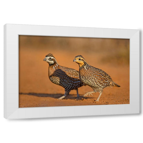 Northern Bobwhite-Colinus virginianus-pair White Modern Wood Framed Art Print by Ditto, Larry