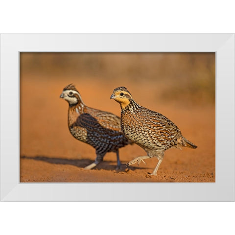 Northern Bobwhite-Colinus virginianus-pair White Modern Wood Framed Art Print by Ditto, Larry