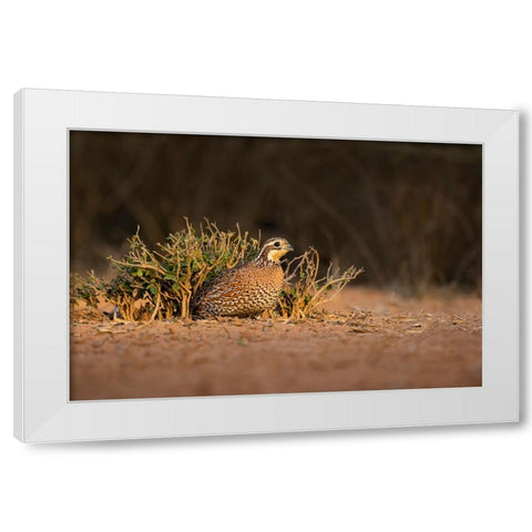 Northern Bobwhite-Colinus virginianus-female hiding White Modern Wood Framed Art Print by Ditto, Larry