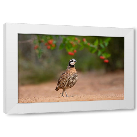 Northern Bobwhite-Colinus virginianus-feeding White Modern Wood Framed Art Print by Ditto, Larry