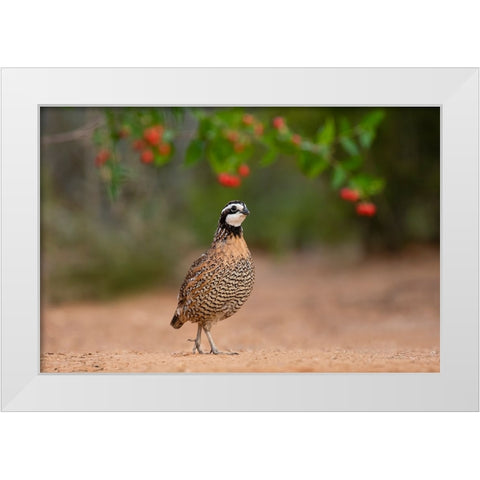 Northern Bobwhite-Colinus virginianus-feeding White Modern Wood Framed Art Print by Ditto, Larry