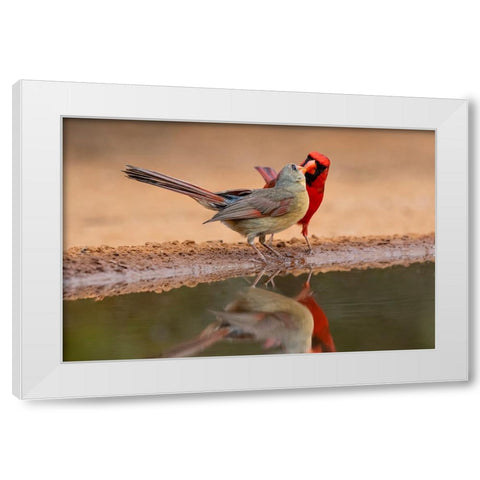 Northern Cardinals-Texas-USA White Modern Wood Framed Art Print by Ditto, Larry