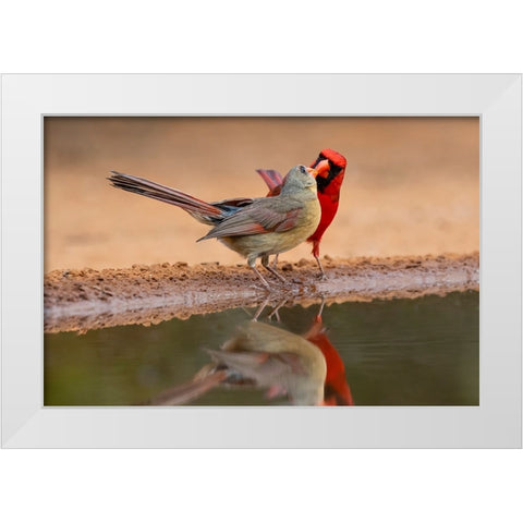 Northern Cardinals-Texas-USA White Modern Wood Framed Art Print by Ditto, Larry