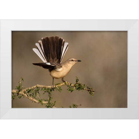 Northern Mockingbird-Mimus polyglottos-perched White Modern Wood Framed Art Print by Ditto, Larry