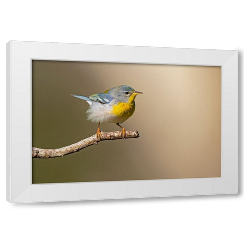 Northern Parula-Parula americana-perched White Modern Wood Framed Art Print by Ditto, Larry