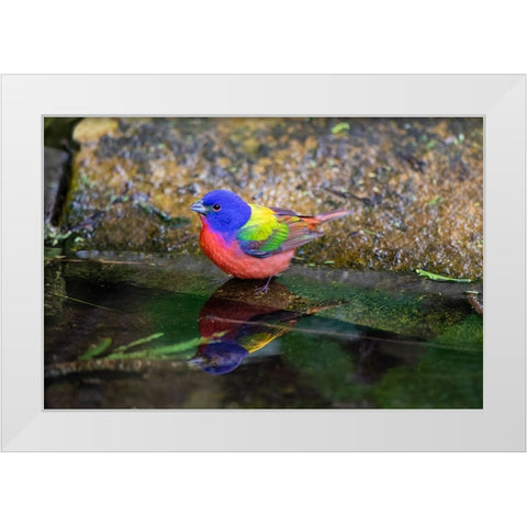Painted Bunting-Passerina ciris-in spring White Modern Wood Framed Art Print by Ditto, Larry