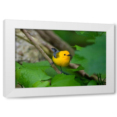 Prothonotary Warbler-Prothonotary citrea-flying White Modern Wood Framed Art Print by Ditto, Larry