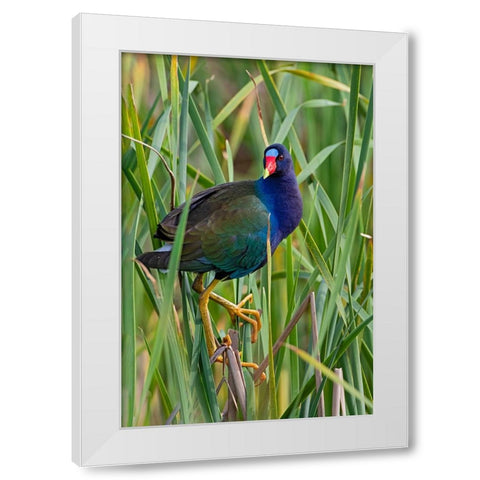 Purple Gallinule-Porphyrio martinica-perched in cattails White Modern Wood Framed Art Print by Ditto, Larry