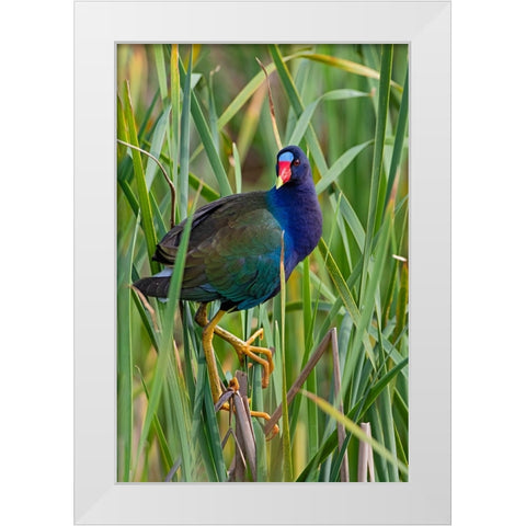 Purple Gallinule-Porphyrio martinica-perched in cattails White Modern Wood Framed Art Print by Ditto, Larry