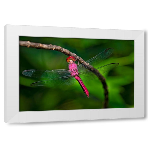 Red-tailed Pennant-Brachymesia furcata-resting on perch White Modern Wood Framed Art Print by Ditto, Larry