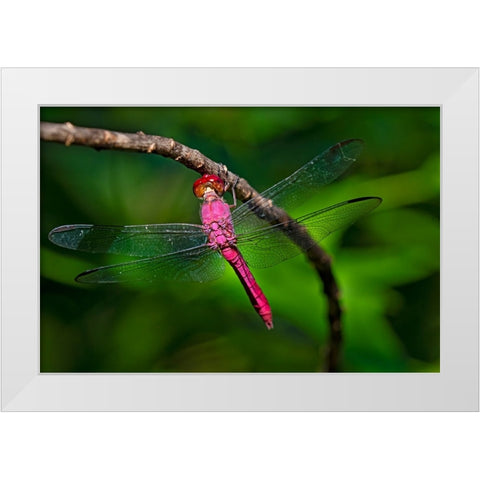 Red-tailed Pennant-Brachymesia furcata-resting on perch White Modern Wood Framed Art Print by Ditto, Larry