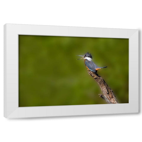 Ringed Kingfisher-Megaceryle torquata-male White Modern Wood Framed Art Print by Ditto, Larry